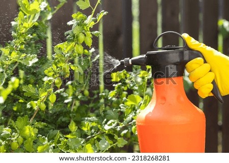 Spraying Plants Gooseberry Bush against Diseases, Pests, Fungal Infection by Spray Bottle or Crop Sprayer. Protection Garden, Pest Control. Foto d'archivio © 