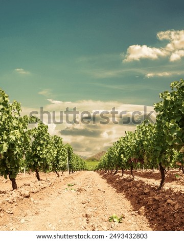 Image, Stock Photo Vineyard on a cloudy day