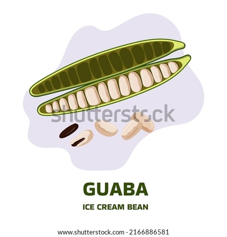 Illustration with tropical fruit guaba, guama Inga edulis, open pods with seeds near it. Pacay pod Ice Cream bean native plant of Ecuador, cuaniquil or joanquiniquil South America