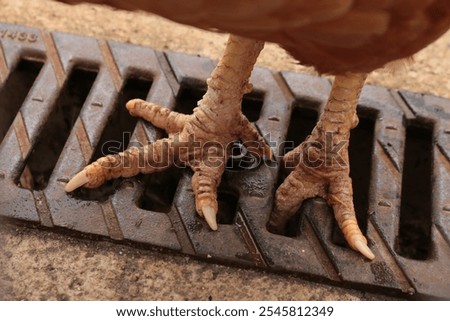 Similar – Image, Stock Photo Cock locked in a cage cock