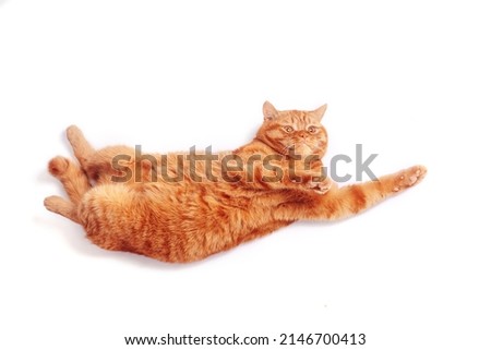 Top view of a ginger british cat with outstretched pawson white studio background. Relax time Stock foto © 