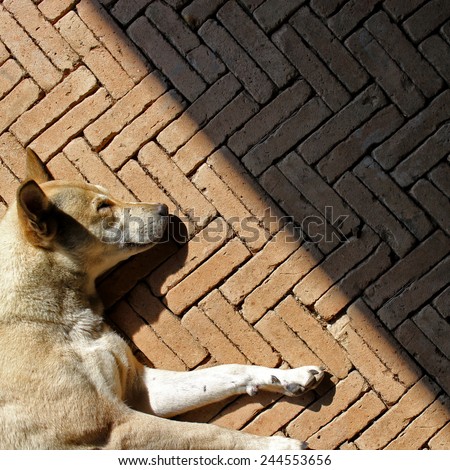Sleeping dogs and the shadows on the brick floor