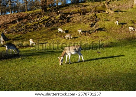 Similar – Image, Stock Photo Fallow deer grazing