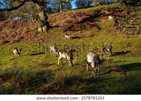 Similar – Image, Stock Photo Fallow deer grazing