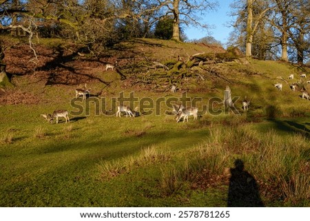 Similar – Image, Stock Photo Fallow deer grazing