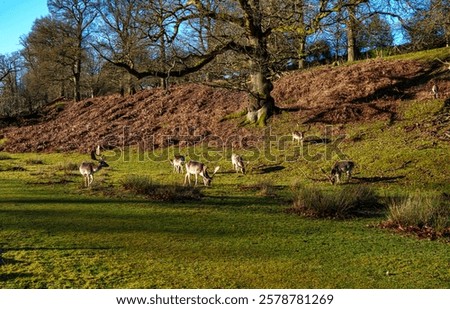 Similar – Image, Stock Photo Fallow deer grazing