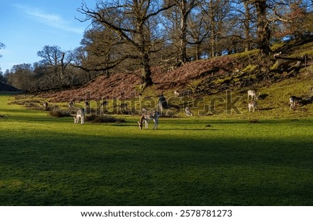 Similar – Image, Stock Photo Fallow deer grazing