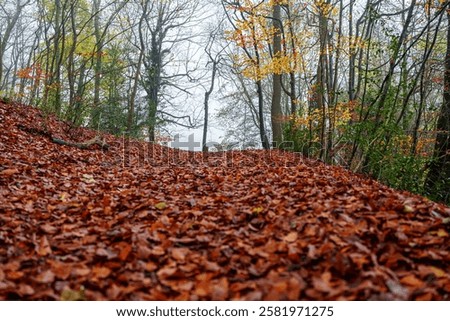 Similar – Image, Stock Photo Overgrown trees in misty woods under gray sky