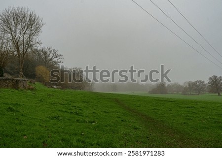 Similar – Image, Stock Photo Overgrown trees in misty woods under gray sky