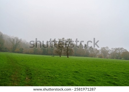 Similar – Image, Stock Photo Overgrown trees in misty woods under gray sky