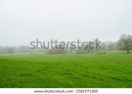 Similar – Image, Stock Photo Overgrown trees in misty woods under gray sky