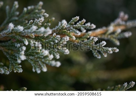 The plants were covered with frost in the frost, after a snowfall in December before the new year.