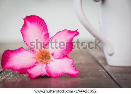 Desert rose or Ping Bignonia flower on desk and white cup