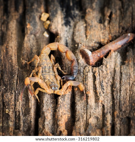 scorpion on grunge wooden