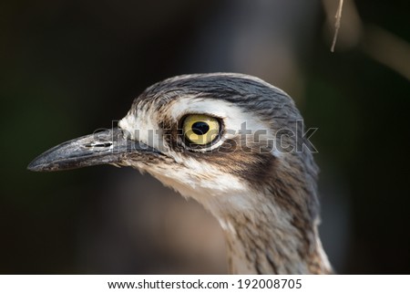 Bush stone curlew (Burhinus grallarius) or just simply Curlew is not really a curlew but more like an American road runner.