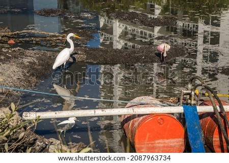 Birds in small polluted pond as real estate development encroaches on their habitat. ストックフォト © 