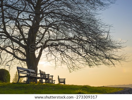 Tree and seats in silhouette against sunset