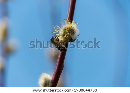 Similar – Image, Stock Photo Beehives on flowering willow