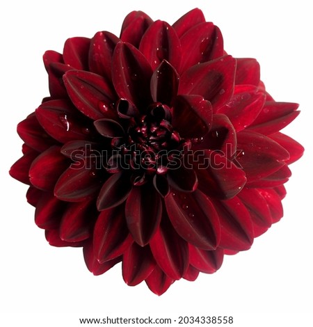 Similar – Image, Stock Photo Dark red dahlia flower on canvas background