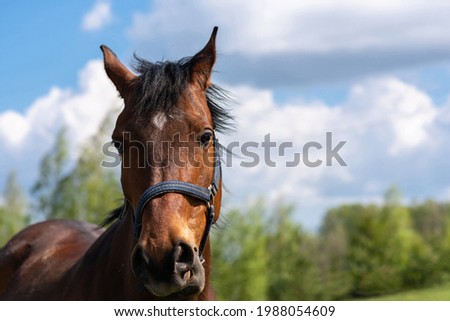 Image, Stock Photo Beautiful brown horse stallion outdoors