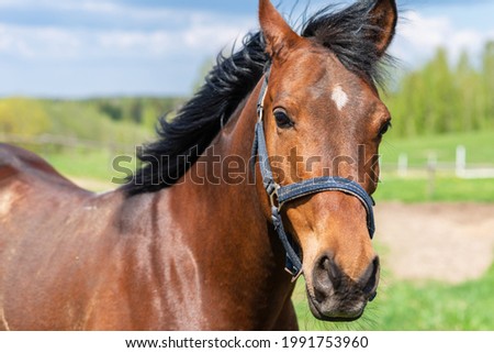 Similar – Image, Stock Photo Beautiful brown horse stallion outdoors