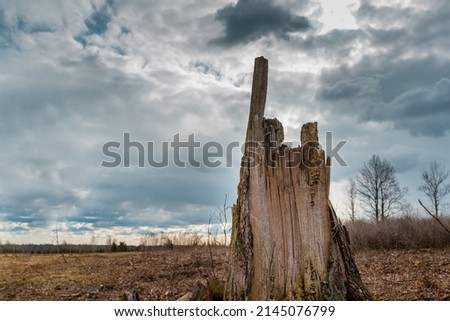 Similar – Image, Stock Photo Broken tree Tree