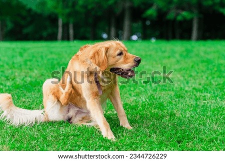 Similar – Image, Stock Photo Tree torso in meadow landscape