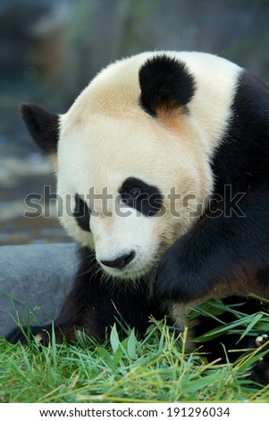 Curious Panda Bear A close-up of a young panda bear looking for through the grass.