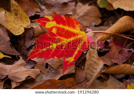 Colorful leaf One bright red and yellow leaf amongst a pile of brown leaves.