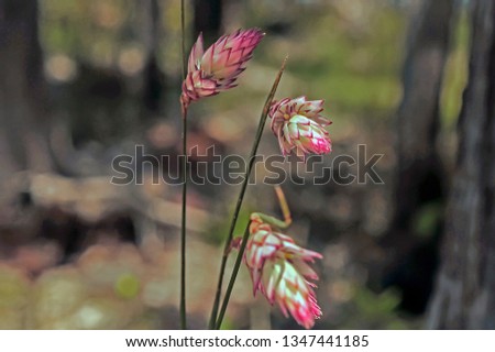 Hooded Lily, Rhizomatous, tufted perennial, grass-like or herb, 0.2-0.6 m high. Flower pink-purple, Oct to Dec. 
White-grey or black peaty sand. Scree slopes, swamps. Photo stock © 