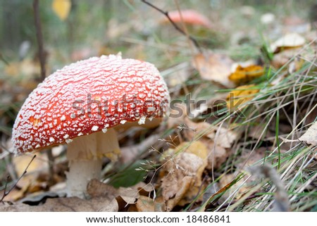 Mushroom a fly - agaric growing to the forest