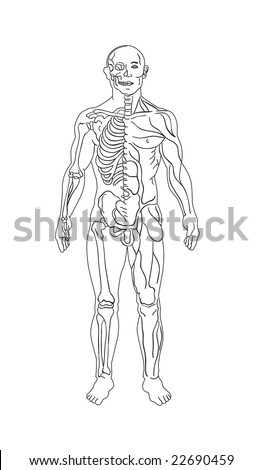 The Man Anatomy - Skeleton And Muscles Stock Photo 22690459 : Shutterstock