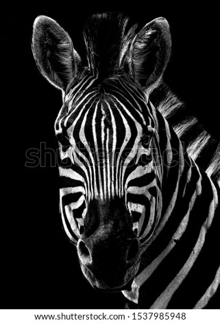 Black and White Zebra Portrait on a black background