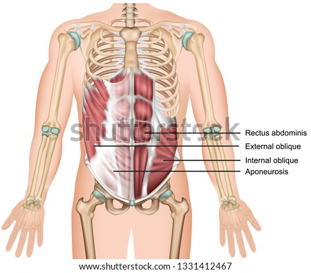 External oblique muscle 3d medical vector illustration abdominal muscle 商業照片 © 