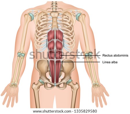 Rectus abdominis muscle 3d medical vector illustration