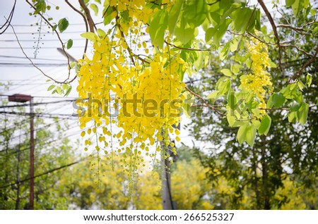 Cassia fistula flower .yellow flower.coon flower.yellow flower  in Thailand.