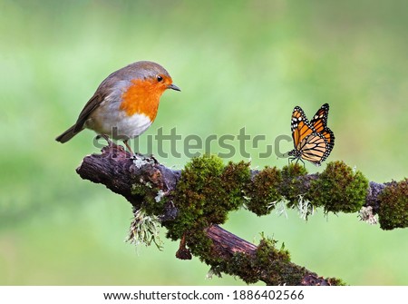 Similar – Image, Stock Photo Robin in a tree