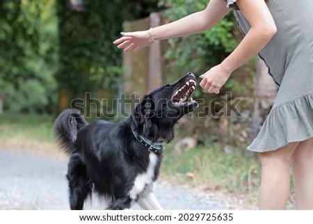 Agressive dog attacking a young caucasian woman. Black and white border collie biting a person. Defenseless girl getting bit by an untrained street dog. Scared dog bites at the park. 