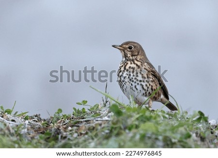 Similar – Image, Stock Photo Song Thrush Environment