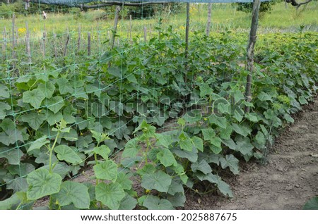 The growth and blooming of greenhouse cucumbers.the Bush cucumbers on the trellis. Cucumber vertical planting. Growing organic food. Cucumbers harvest.Cucumber grow on a bed.shading net on cucumbers