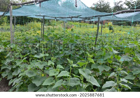 The growth and blooming of greenhouse cucumbers.the Bush cucumbers on the trellis. Cucumber vertical planting. Growing organic food. Cucumbers harvest.Cucumber grow on a bed.shading net on cucumbers