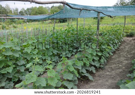 The growth and blooming of greenhouse cucumber.the Bush cucumbers on the trellis. Cucumbers vertical planting. Growing organic food. Cucumbers harvest.Cucumber grow on a bed.shading net on cucumber