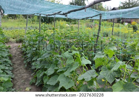 The growth and blooming of greenhouse cucumber.the Bush cucumbers on the trellis. Cucumber vertical planting. Growing organic food. Cucumbers harvest.Cucumber grow on a bed.shading net on cucumbers