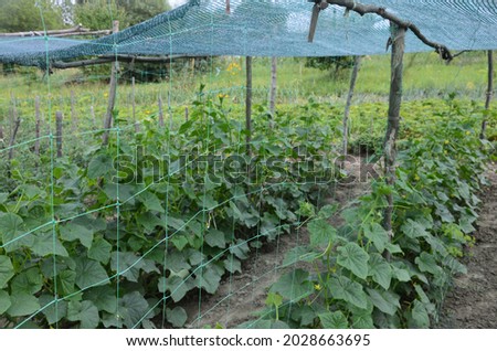 The growth and blooming of greenhouse cucumber.the Bush cucumbers on the trellis. Cucumbers vertical planting. Growing organic food. Cucumbers harvest.Cucumber grow on a bed.shading net on cucumber