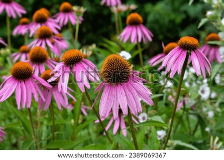 Similar – Image, Stock Photo The purple coneflower