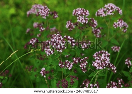 Similar – Image, Stock Photo flowering oregano Oregano