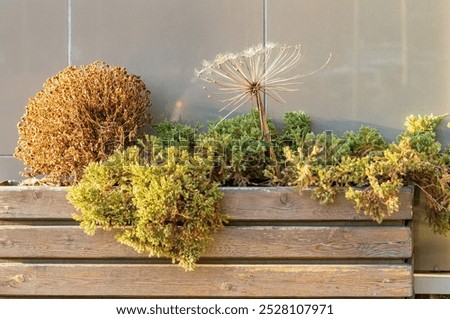 Similar – Image, Stock Photo Dried up plants by the wayside in the sunshine with a gauzy blue background of sky and sea