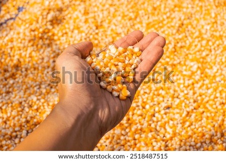 Similar – Image, Stock Photo Dried corn seeds at factory