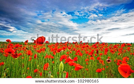 Nice poppy field