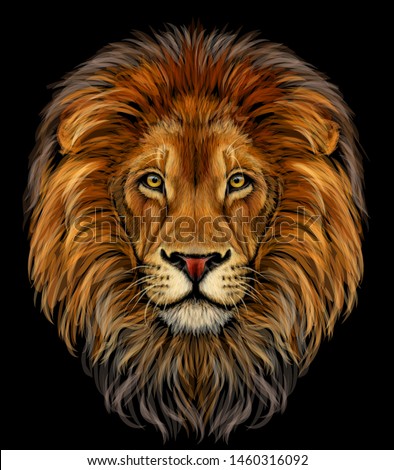 Lion. Color, realistic  portrait of a lion's head on a black background.